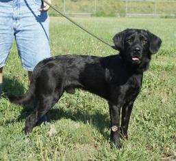 Spanador Dogs for adoption in Valley Falls, KS, USA