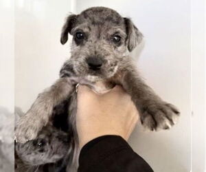 Catahoula Leopard Dog-Miniature Schnauzer Mix Dogs for adoption in Houston, TX, USA