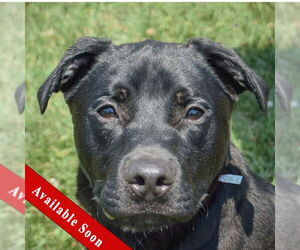 American Bulldog-Unknown Mix Dogs for adoption in Huntley, IL, USA