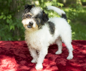 Jack-Rat Terrier Dogs for adoption in Santa Fe, TX, USA