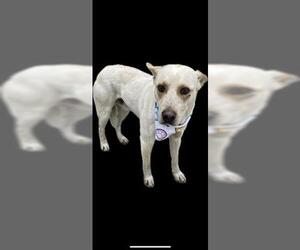 Australian Cattle Dog Dogs for adoption in Tulsa, OK, USA