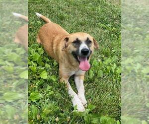 Mutt Dogs for adoption in Drexel, MO, USA