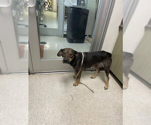 Mutt Dogs for adoption in Plano, TX, USA