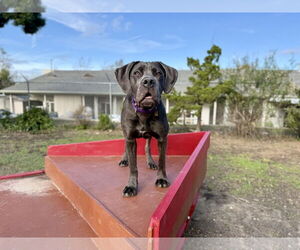 Mutt Dogs for adoption in Seal Beach, CA, USA