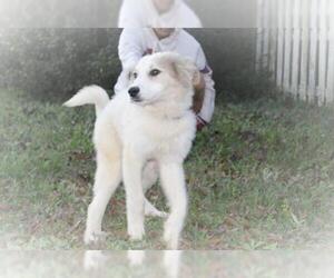 Great Pyrenees Dogs for adoption in Holly Hill, SC, USA