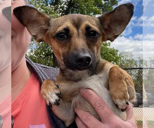 Italian Greyhuahua Dogs for adoption in Denton, TX, USA