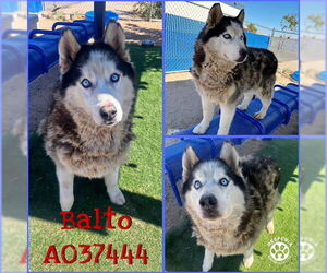 Siberian Husky Dogs for adoption in HESPERIA, CA, USA