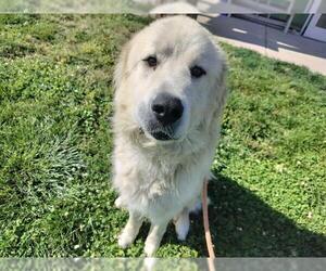 Great Pyrenees Dogs for adoption in Pueblo, CO, USA