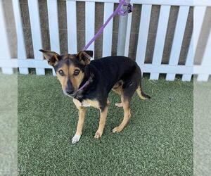 Miniature Pinscher-Unknown Mix Dogs for adoption in Modesto, CA, USA