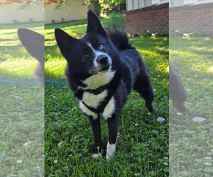 Pomsky Dogs for adoption in Clarkston, MI, USA