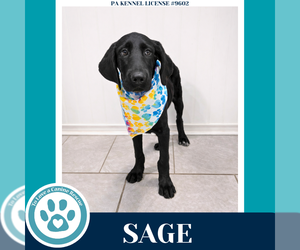 Golden Retriever-Great Dane Mix Dogs for adoption in Kimberton, PA, USA