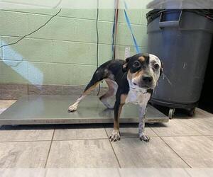American Staffordshire Terrier-Unknown Mix Dogs for adoption in Grand Prairie, TX, USA