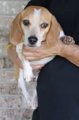Beagle Dogs for adoption in Bandera, TX, USA