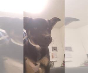 German Shepherd Dog Dogs for adoption in Bakersfield, CA, USA