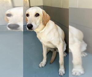 Labrador Retriever Dogs for adoption in Riverside, CA, USA