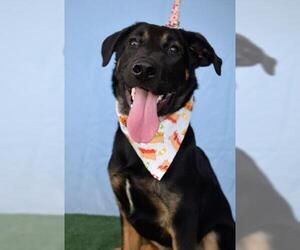 German Shepherd Dog Dogs for adoption in Bakersfield, CA, USA