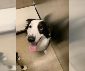 Border Collie Dogs for adoption in Plano, TX, USA