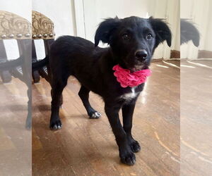 Borador Dogs for adoption in Phoenix, AZ, USA