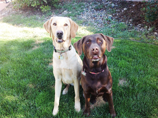 Labrador Retriever Dogs for adoption in Palos Verdes Peninsula, CA, USA