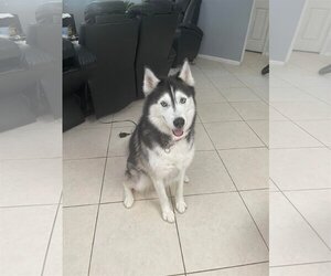 Siberian Husky Dogs for adoption in Miami, FL, USA