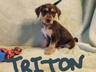 Chiweenie Dogs for adoption in Mount Vernon, AR, USA