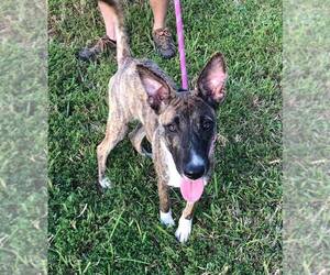 Mutt Dogs for adoption in Groveland, FL, USA