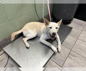 Siberian Husky-Unknown Mix Dogs for adoption in Grand Prairie, TX, USA