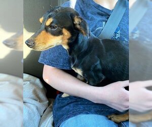 Dachshund Dogs for adoption in Deepwater, NJ, USA