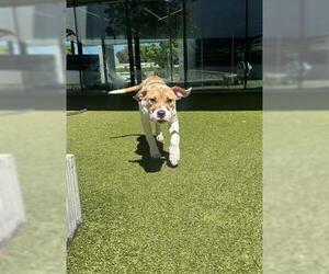 American Pit Bull Terrier Dogs for adoption in San Martin, CA, USA