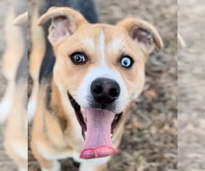 Labrador Retriever-Unknown Mix Dogs for adoption in Canton, CT, USA