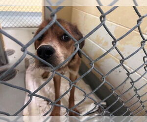 Medium Photo #1 German Shepherd Dog Puppy For Sale in Tulsa, OK, USA