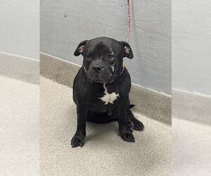 American Pit Bull Terrier-Unknown Mix Dogs for adoption in Las Vegas, NV, USA