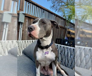 Medium Photo #1 American Pit Bull Terrier Puppy For Sale in Berkeley, CA, USA