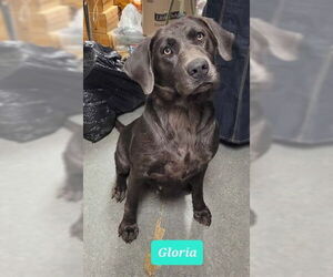 Labrador Retriever Dogs for adoption in Richmond, IN, USA