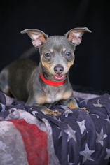 Miniature Pinscher Dogs for adoption in San Pedro, CA, USA