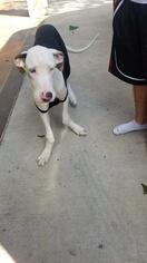 Medium Photo #1 Great Dane Puppy For Sale in BULLARD, TX, USA