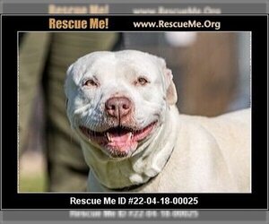 American Staffordshire Terrier Dogs for adoption in Benton, PA, USA