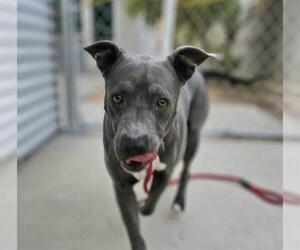 American Pit Bull Terrier-Unknown Mix Dogs for adoption in Las Vegas, NV, USA