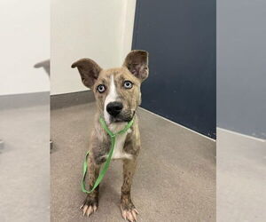 Siberian Husky-Unknown Mix Dogs for adoption in HESPERIA, CA, USA