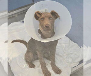 Labrador Retriever Dogs for adoption in San Bernardino, CA, USA