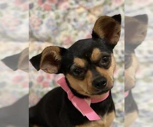 Chihuahua Dogs for adoption in Tomball, TX, USA