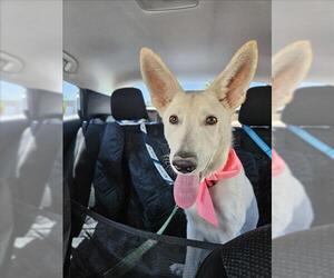 German Shepherd Dog-Unknown Mix Dogs for adoption in Las Vegas, NV, USA