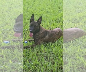 - Mix Dogs for adoption in Imlay City, MI, USA