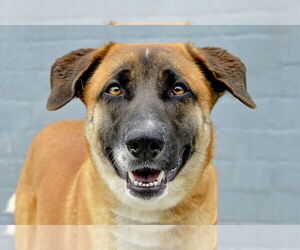 Mutt Dogs for adoption in Pasadena, CA, USA
