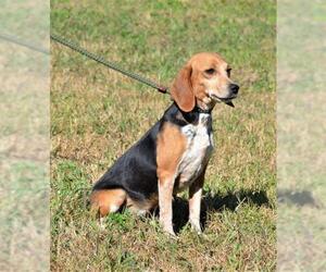 Beagle Dogs for adoption in New Smyrna Beach, FL, USA