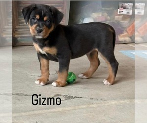 Labrador Retriever-Unknown Mix Dogs for adoption in San Bernardino , CA, USA