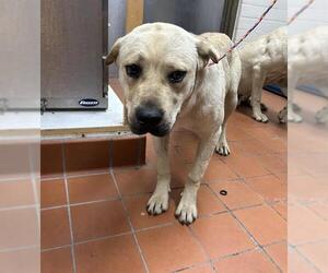 Anatolian Shepherd-Unknown Mix Dogs for adoption in Camarillo, CA, USA