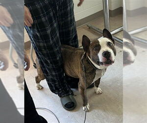 Bull Terrier-Staffordshire Bull Terrier Mix Dogs for adoption in Derwood, MD, USA