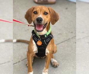 Beagle-Unknown Mix Dogs for adoption in St. Louis Park, MN, USA