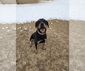 Rottweiler Dogs for adoption in Maquoketa, IA, USA